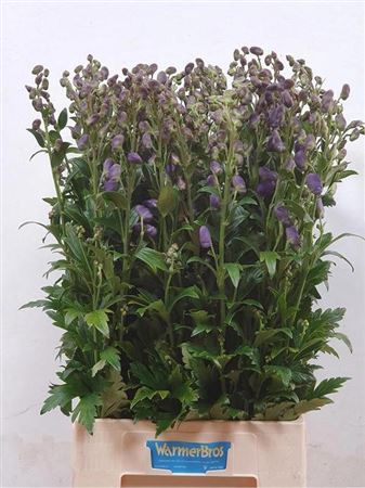 <h4>Aconitum Car Arendsii</h4>