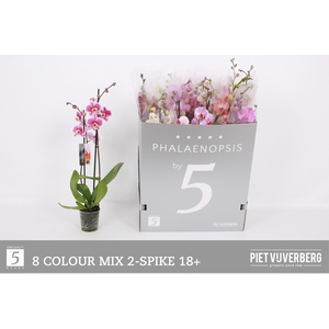 PHAL GEM 8 KL