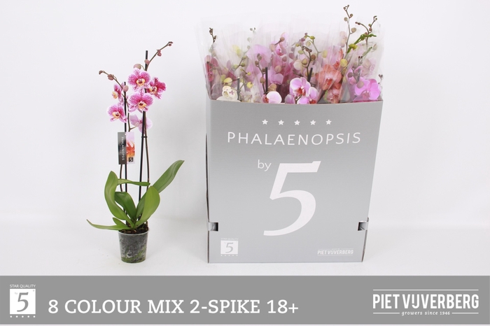 <h4>PHAL GEM 8 KL</h4>