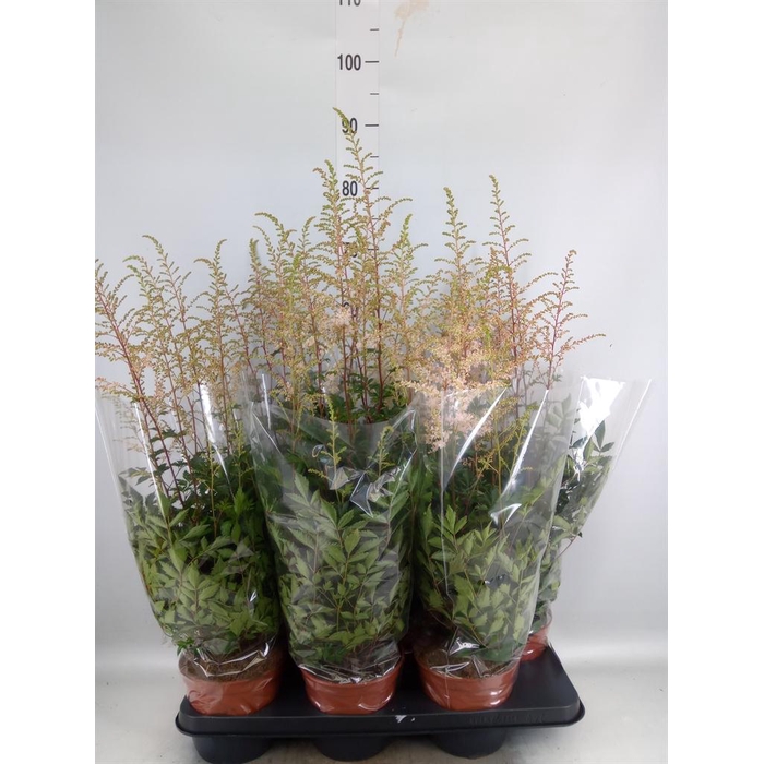 <h4>Astilbe simplicif. 'Pretty Pink'</h4>