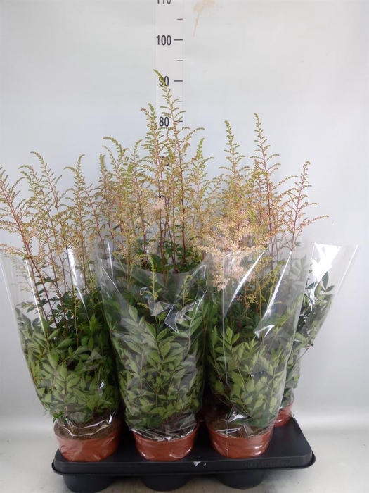 <h4>Astilbe simplicif. 'Pretty Pink'</h4>
