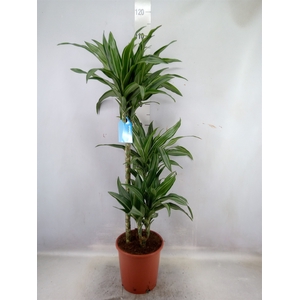 Dracaena fr de 'Ulises'