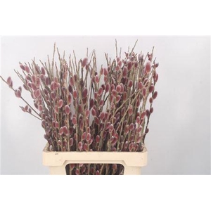 Salix G Pink Cushion
