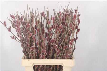 <h4>Salix G Pink Cushion</h4>