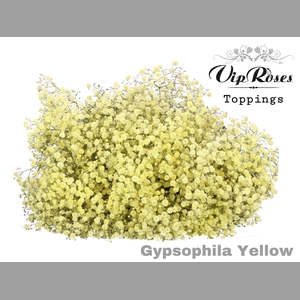 GYPS PA YELLOW