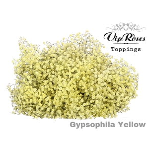 Gyps Pa Yellow