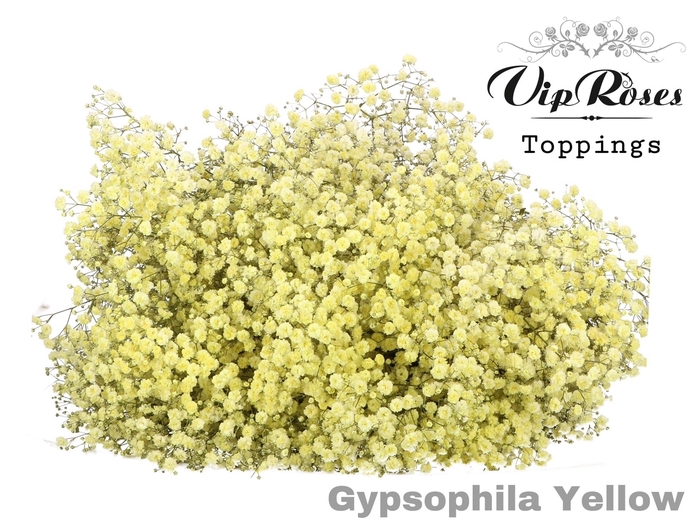 Gyps Pa Vip Yellow