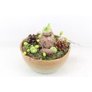 arr4 Amaryllis MB - Ker. bol schaal brown