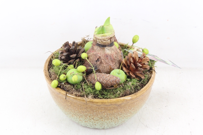 <h4>arr4 Amaryllis MB - Ker. bol schaal brown</h4>