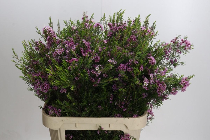 <h4>Chamelaucium Kerryn</h4>