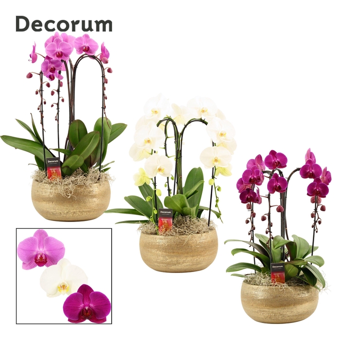 <h4>Aurelie cascade 3 tak symphony mix (Deco-collection)</h4>