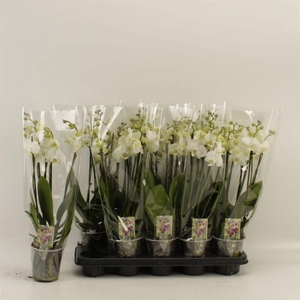 PHAL AN INVERNESS
