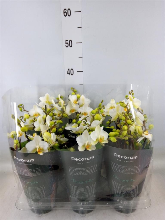 <h4>Phalaenopsis multi. 'Ant Lausanne'</h4>