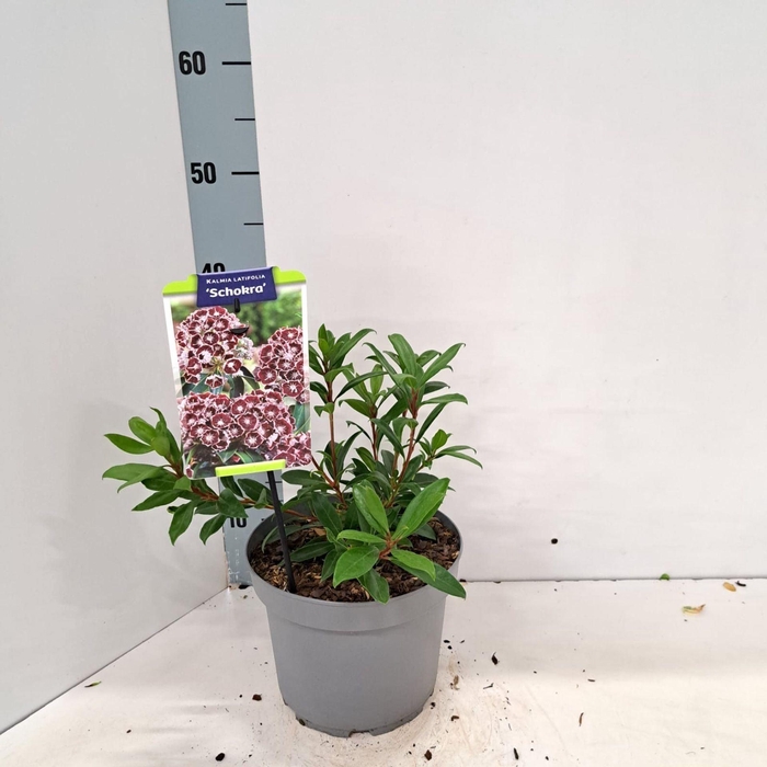 <h4>Kalmia latifolia</h4>