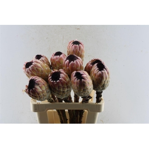 Protea Susara No Leaves