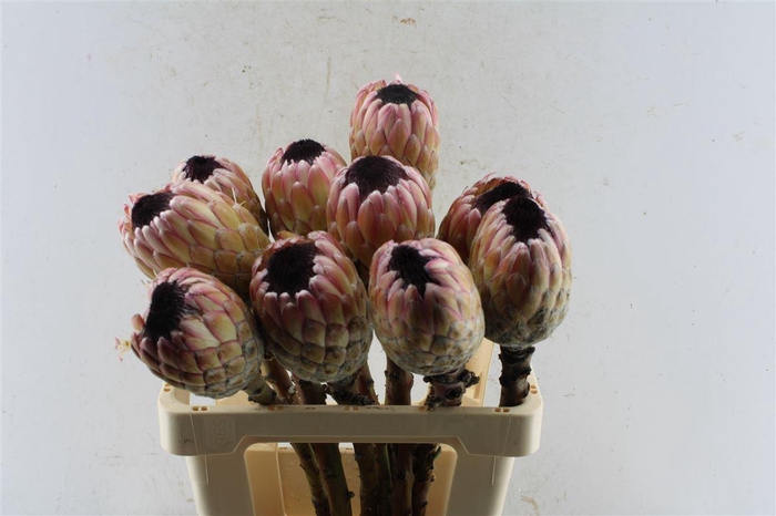 <h4>Protea Susara No Leaves</h4>