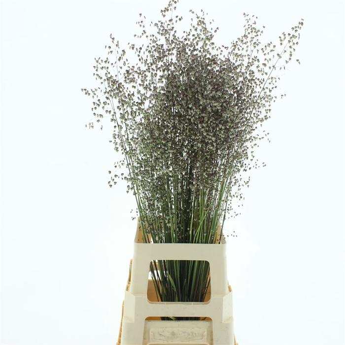 <h4>Briza Media (hollands)</h4>