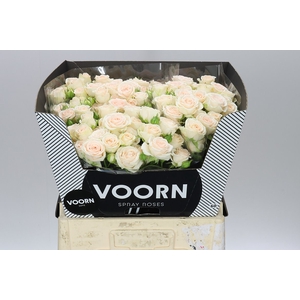 Rosa Tr Sofie