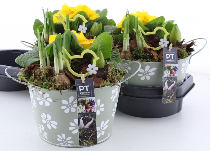 <h4>ARR PL IN SCHAAL</h4>