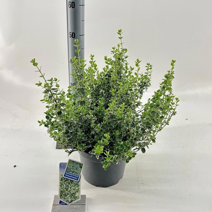 <h4>Euonymus fortunei Emerald Gaiety</h4>