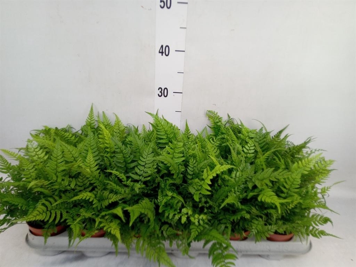 <h4>Athyrium   ...</h4>