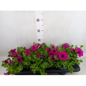 Petunia  'Potunia Purple'