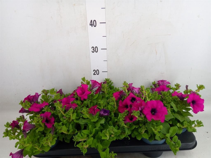 <h4>Petunia  'Potunia Purple'</h4>