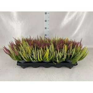 Calluna vulg. 'Beauty L'  ..mix 3/p