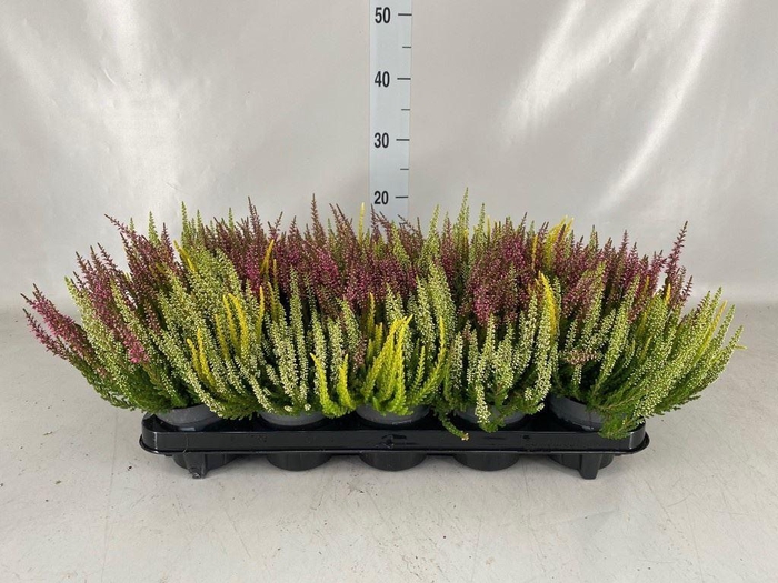 <h4>Calluna vulg. 'Beauty L'  ..mix 3/p</h4>