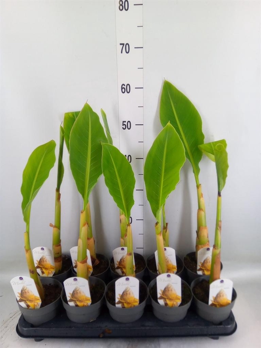 <h4>Musella lasiocarpa</h4>