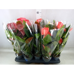 Anthurium   ...mix