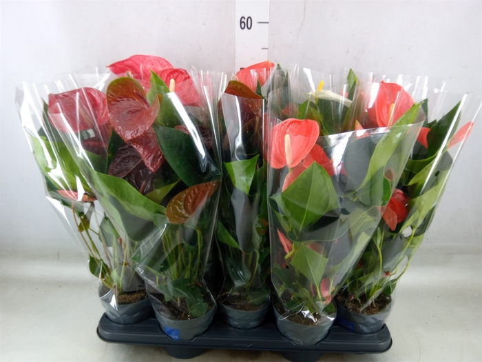 <h4>Anthurium   ...mix</h4>