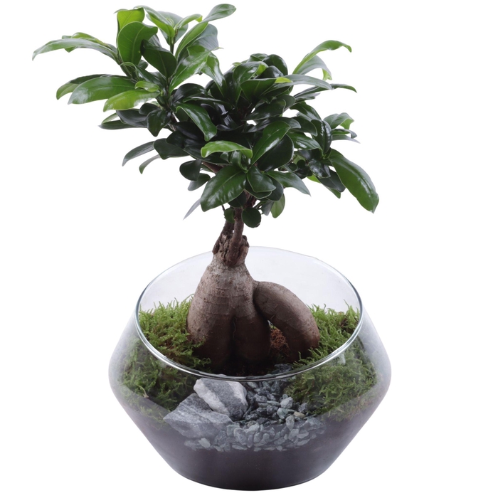 <h4>Ficus m. Ginseng Ø12cm in Glass UFO Vase Ø20cm</h4>