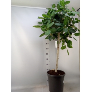 Ficus benghalensis