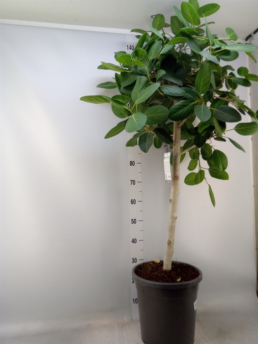 <h4>Ficus benghalensis</h4>