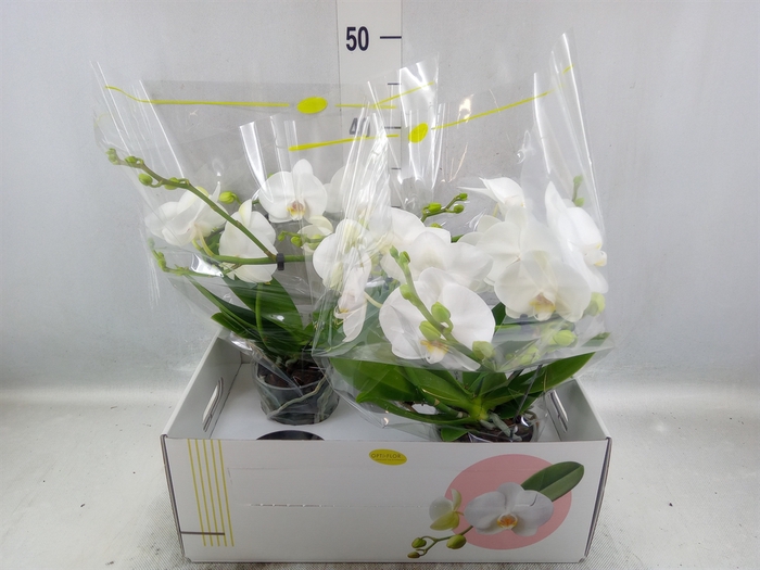 <h4>Phalaenopsis   ...white</h4>