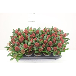 Skimmia Jap Rubella 7+