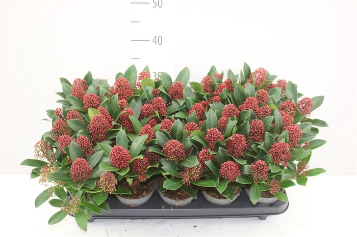 <h4>Skimmia Jap Rubella 7+</h4>