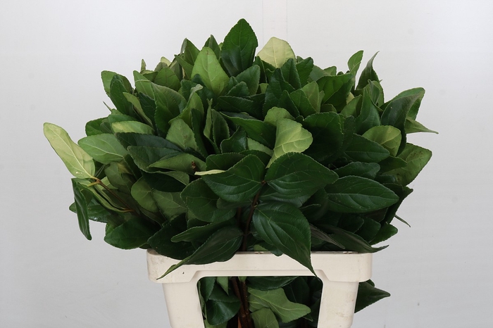 <h4>Viburnum Leaf (Per bunch)</h4>