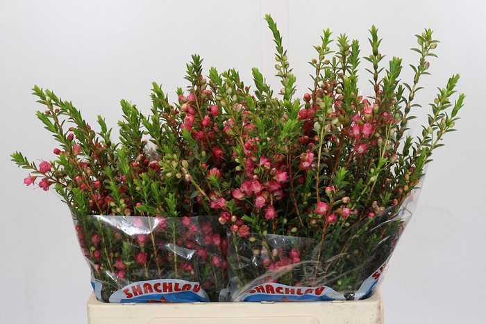 <h4>Chamecordia Rey</h4>