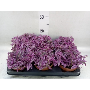 Tradescantia zebr. 'Pink Paradise'