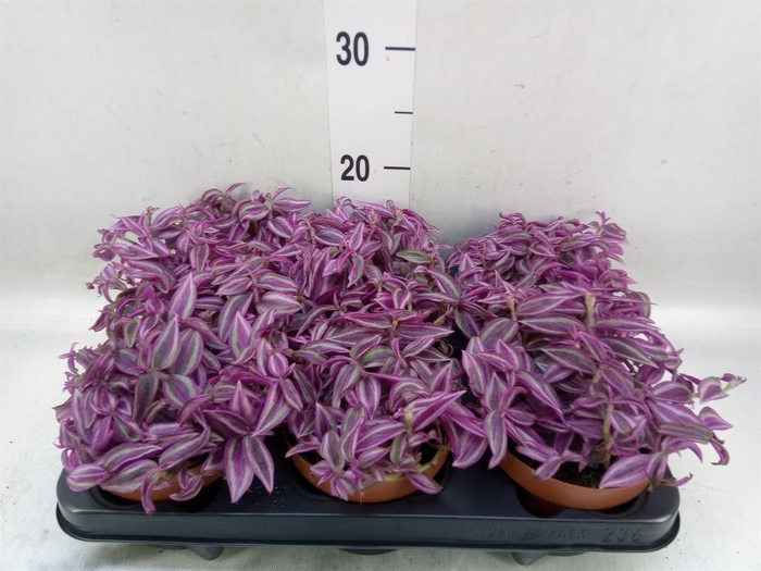 <h4>Tradescantia zebr. 'Pink Paradise'</h4>