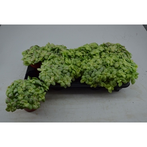 Fittonia