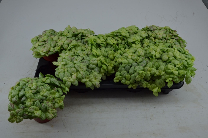 <h4>Fittonia</h4>