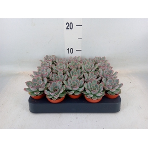 Echeveria   ...
