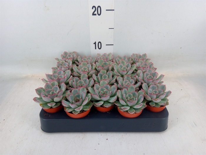 <h4>Echeveria   ...</h4>