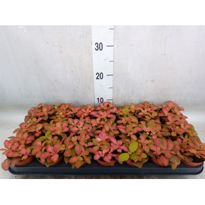 Fittonia   ...