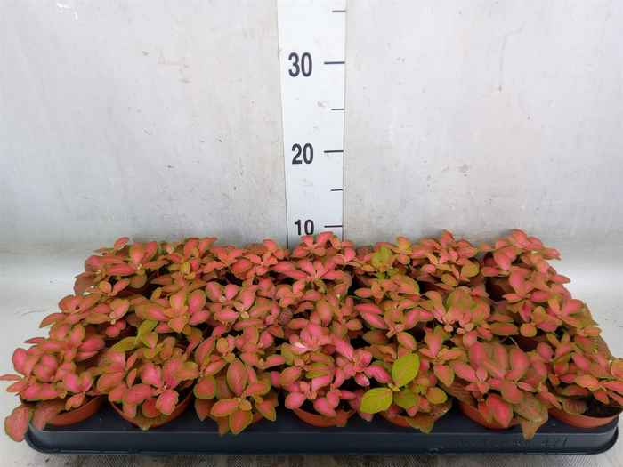 <h4>Fittonia   ...</h4>