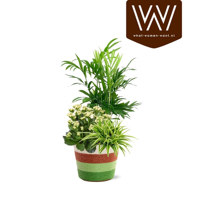 <h4>ARR PL IN SCHAAL</h4>