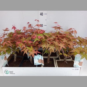 Bonsai   ...